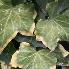 Xanthomonas campestris