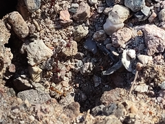 Novomessor albisetosus