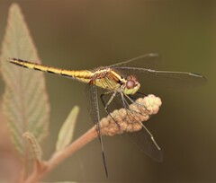 Erythrodiplax nigricans