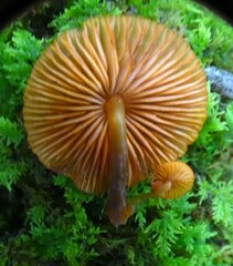 Galerina patagonica