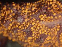 Botrylloides diegensis