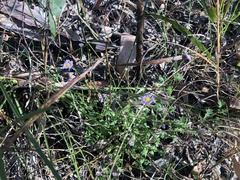 Brachyscome microcarpa