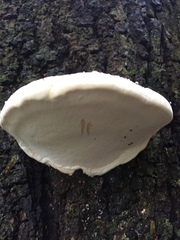 Fomitopsis hemitephra