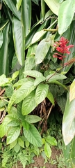 Odontonema cuspidatum