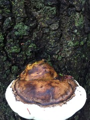 Fomitopsis hemitephra
