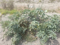 Solanum radicans