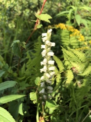 Spiranthes casei