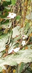 Thunbergia