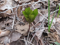 Sanicula marilandica