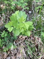 Ribes missouriense