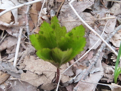 Sanicula marilandica