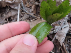 Sanicula marilandica