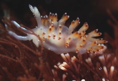 Apata pricei