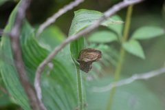 Cypripedium reginae
