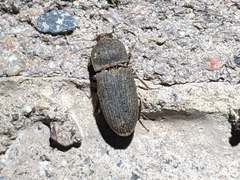 Agrypnus rectangularis