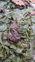 Dermatocarpon muhlenbergii