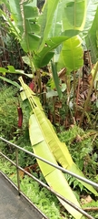 Heliconia mariae