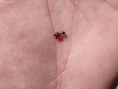 Pheidole obtusospinosa