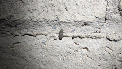 Agrypnus rectangularis