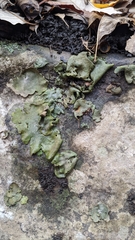 Dermatocarpon muhlenbergii