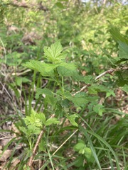 Ribes missouriense