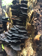 Hymenochaete microcycla