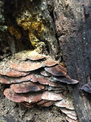 Hymenochaete microcycla