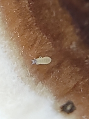 Onychiurinae