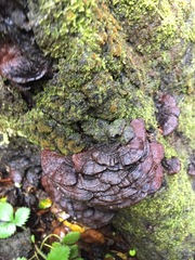 Hymenochaete microcycla