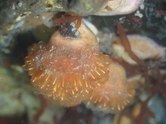 Clavelina