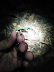 Subdoluseps bowringii