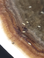 Onychiurinae