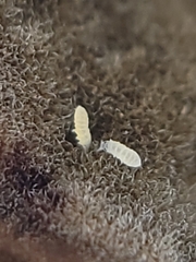 Onychiurinae