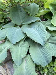Hosta