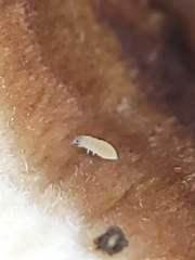 Onychiurinae