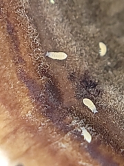 Onychiurinae