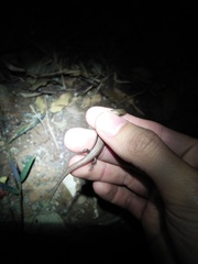 Subdoluseps bowringii