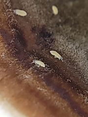 Onychiurinae