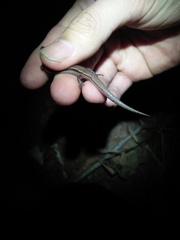 Subdoluseps bowringii