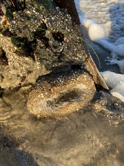 Anthopleura xanthogrammica