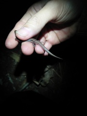 Subdoluseps bowringii