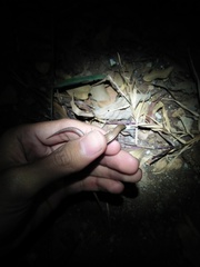Subdoluseps bowringii