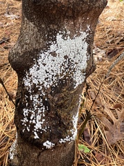 Ceratiomyxa fruticulosa