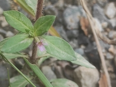 Cuphea carthagenensis