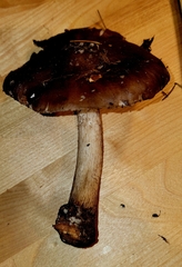 Pluteus exilis