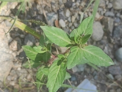 Cuphea carthagenensis