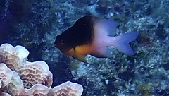 Stegastes partitus