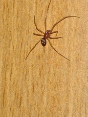 Steatoda grossa