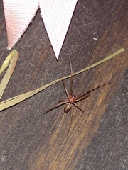 Steatoda grossa