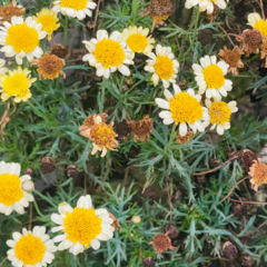 Argyranthemum frutescens